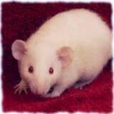 Entry image for Venus - Available for Adoption