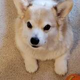 Entry image for Boomer