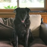 Entry image for Lola