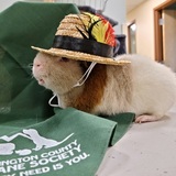 Entry image for Squirrel
