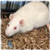 Entry image for Mrs. White - Available for Adoption