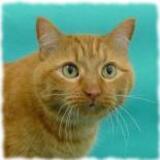 Entry image for Benny - Available for Adoption