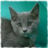 Entry image for Blue - Available for Adoption