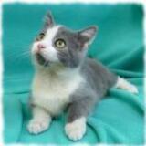 Entry image for Momo - Available for Adoption