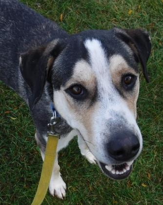 Entry image for Galileo - Adopted!!!. Clicking this image will show a larger photo