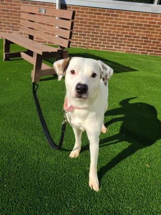Entry image for Ginny - Available for Adoption. Clicking this image will show a larger photo