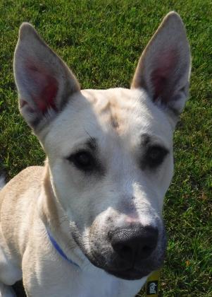 Entry image for Mack - Adopted!!!. Clicking this image will show a larger photo