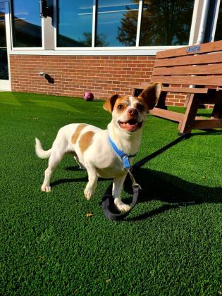 Entry image for Marty - Available for Adoption. Clicking this image will show a larger photo