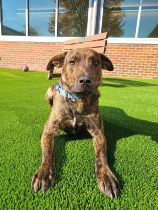 Entry image for Maverick - Adopted!!!. Clicking this image will show a larger photo