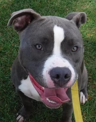 Entry image for Ryder - Adopted!!!. Clicking this image will show a larger photo