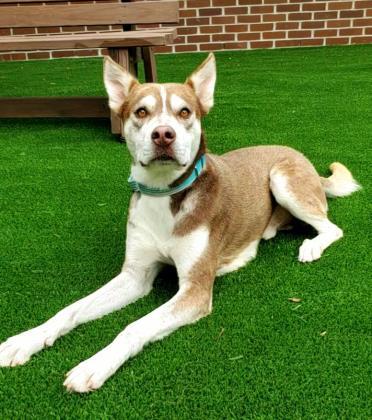 Entry image for Sailor - Adopted!!!. Clicking this image will show a larger photo