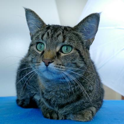 Entry image for Aimee - Available for Adoption. Clicking this image will show a larger photo