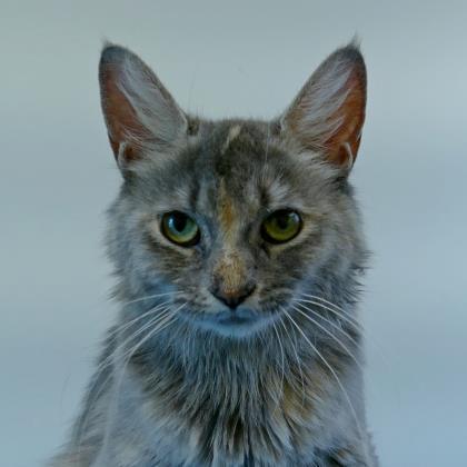 Entry image for Izzy - Adopted!!!. Clicking this image will show a larger photo