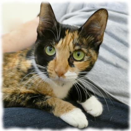 Entry image for Piper - Available for Adoption. Clicking this image will show a larger photo