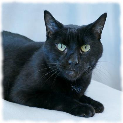 Entry image for Scuttle - Available for Adoption. Clicking this image will show a larger photo