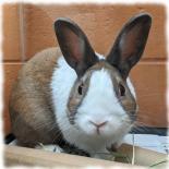 Cinnamon - Available for Adoption