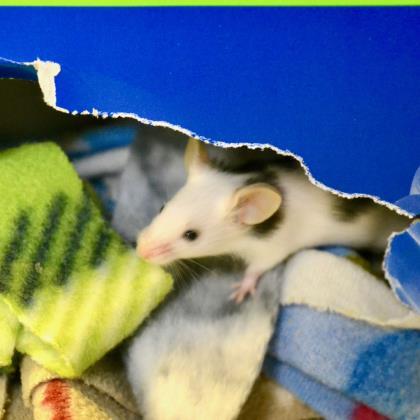 Entry image for Ocean Spray - Available for Adoption. Clicking this image will show a larger photo