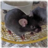 Entry image for Rockstar - Available for Adoption. Clicking this image will show a larger photo