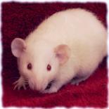Entry image for Venus - Available for Adoption. Clicking this image will show a larger photo
