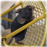Entry image for YooHoo - Available for Adoption. Clicking this image will show a larger photo