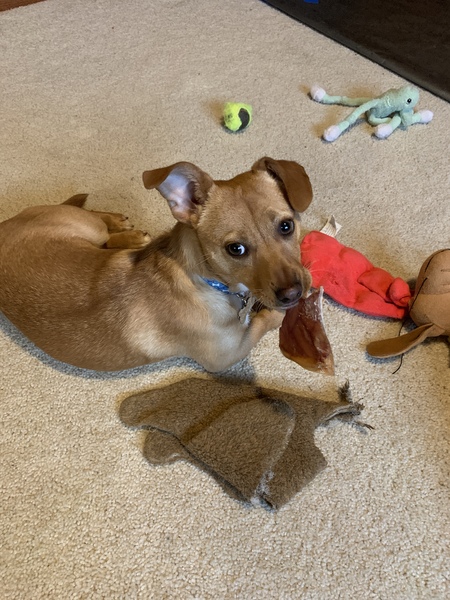 Entry image for Charlie. Clicking this image will show a larger photo