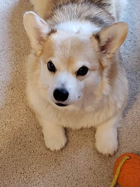 Entry image for Boomer. Clicking this image will show a larger photo