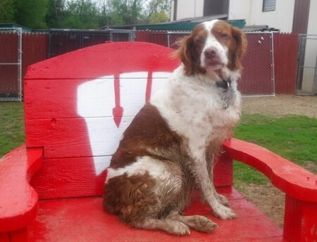 Entry image for Sadie. Clicking this image will show a larger photo