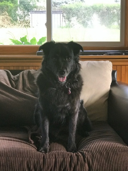Entry image for Lola. Clicking this image will show a larger photo
