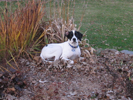 Entry image for William. Clicking this image will show a larger photo