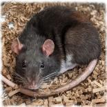 Entry image for Mrs. Grey - Available for Adoption. Clicking this image will show a larger photo