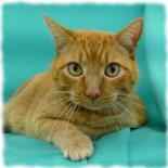 Entry image for Bailey - Available for Adoption. Clicking this image will show a larger photo