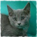 Entry image for Blue - Available for Adoption. Clicking this image will show a larger photo