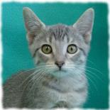 Entry image for Carrot - Adopted!!!. Clicking this image will show a larger photo
