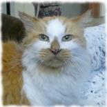 Entry image for Little Mister - Available for Adoption. Clicking this image will show a larger photo