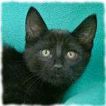 Entry image for Mocha - Available for Adoption. Clicking this image will show a larger photo
