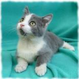 Entry image for Momo - Available for Adoption. Clicking this image will show a larger photo
