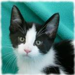 Patches - Adopted!!!