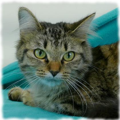 Cinnabar - Available for Adoption