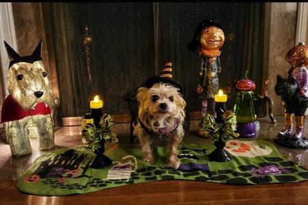 Cookie (The Good Witch)