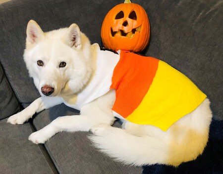 Tilly(White husky mix)
