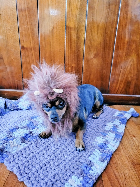 Stella