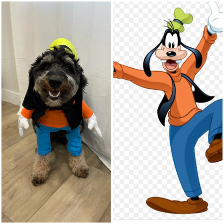 Toby (Goofy Aussiedoodle)