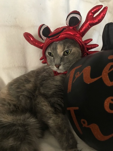 Lady