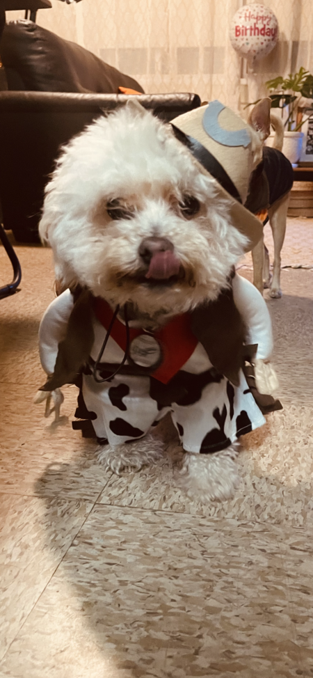 Vino 