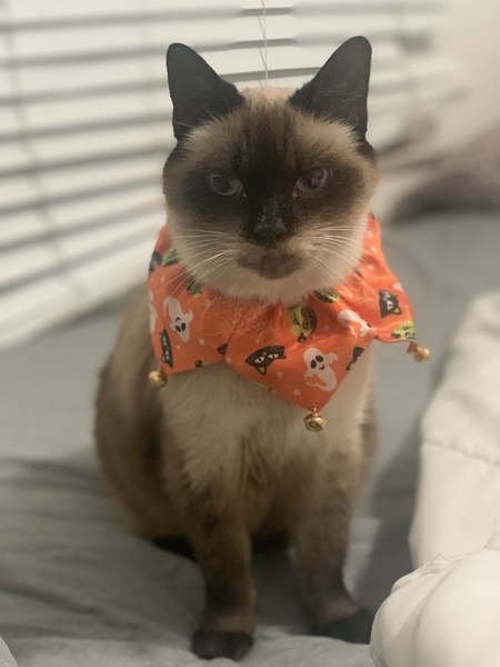 Lola