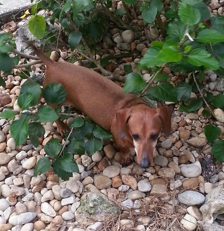 Cinnamon 