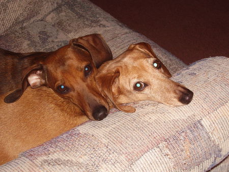 Bella & Penny