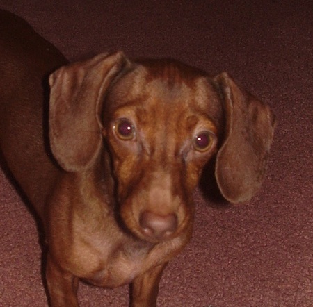 Nala