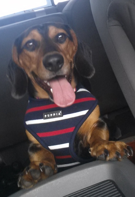 Ozzie