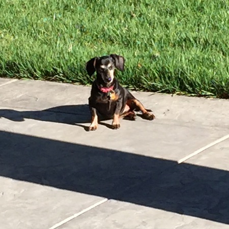 Duchess